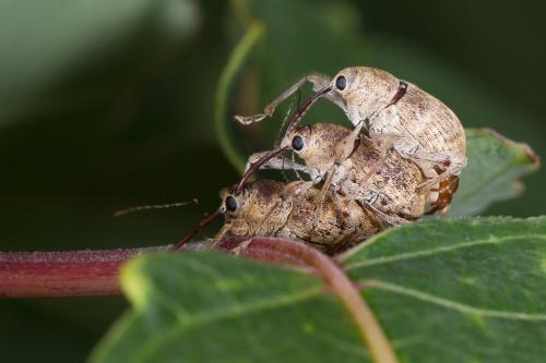 Réf. 243 100 : Curculio elephas